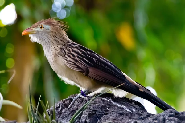 A Striking Pose of a Guira Cuckoo Bird (Guira guira), or A Puffy Fluffy Bird with Orange Beak — Stock Photo, Image
