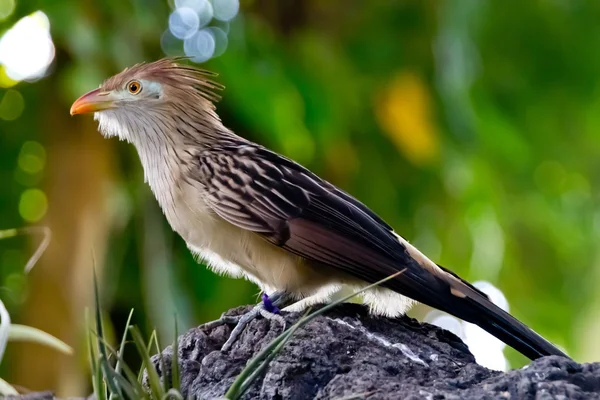 Stávkující představují guira kukačka (guira guira) nebo opuchlé nadýchané ptáka s oranžový zobák — Stock fotografie