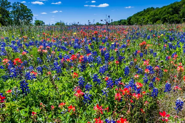 Ein schönes Feld bedeckt mit hellblauen texas bluebonnets und leuchtend orangefarbenen indischen pinsel wildflowers. — Stockfoto