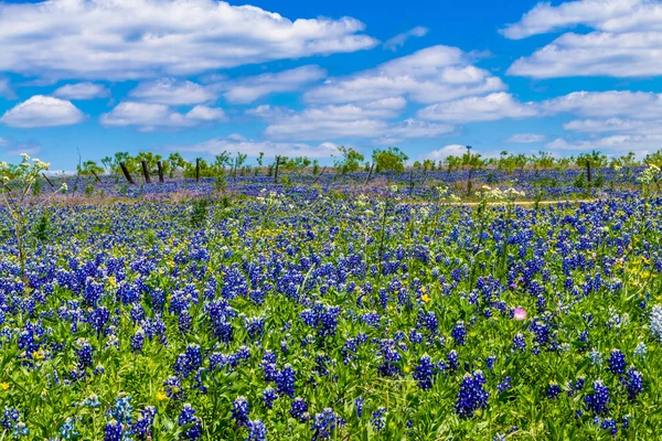 En vacker vidvinkel skott av ett fält med staket täckta med de berömda texas bluebonnet blommor — Stockfoto