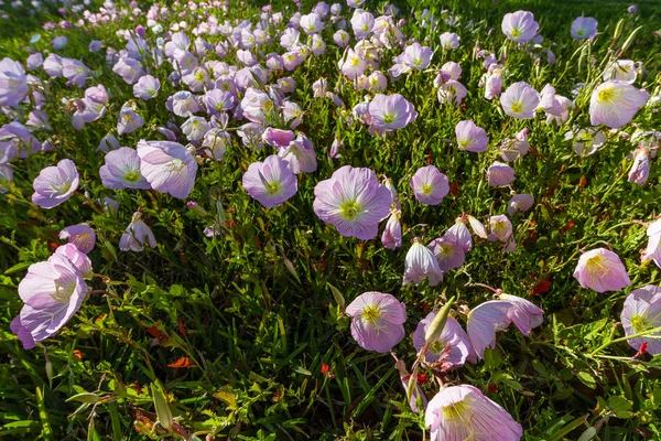 A Closeup of a Cluster of Texas Pink Evening or Showy Evening Primrose Wildflowers. — Stock Photo, Image