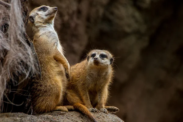 Il Meerkat o Suricate Atteggiamento e Vigilanza per i Predatori . — Foto Stock