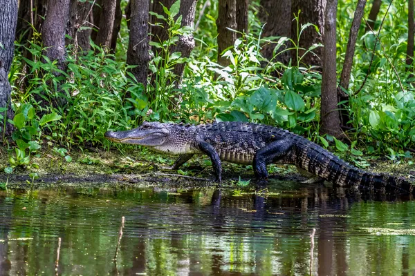 Un inusual disparo de un gran cocodrilo americano (Alligator mississippiensis) caminando en una orilla del lago en la naturaleza — Foto de Stock