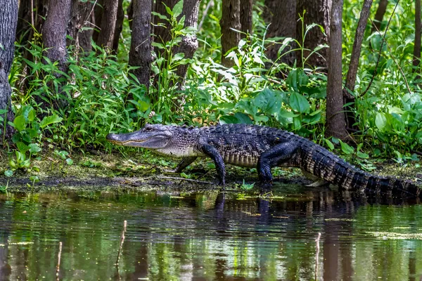 Bir büyük Amerikan timsah (Alligator mississippiensis) alışılmadık bir vahşi bir göl kıyısında yürüyüş çekim