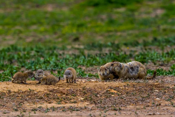 Eine Familie von Präriehunden mit Babys (Gattung Cynomys) in einer Präriehundestadt — Stockfoto