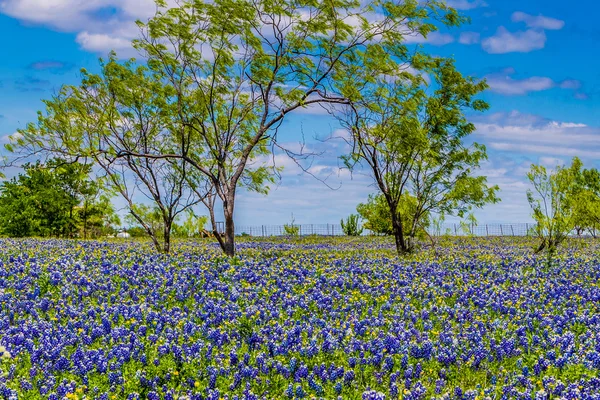 Strzał piękna szeroki kąt pola z drzew i ogrodzenia spowity kwiaty słynnego bluebonnet texas — Zdjęcie stockowe