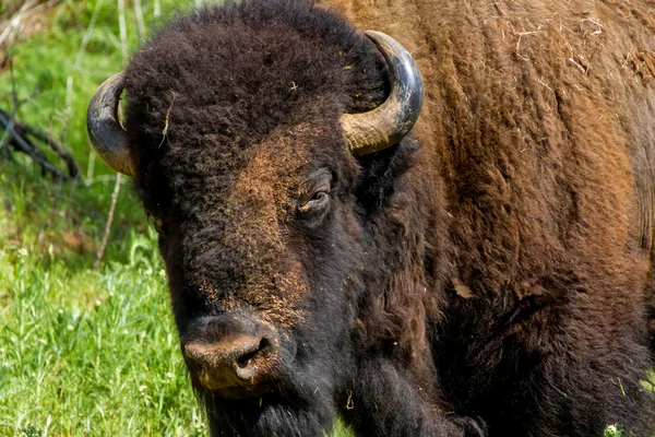 Ein Nahaufnahme-Kopfschuss eines ikonischen Wilden Westernsymbols - des amerikanischen Bisons (Bison Bison), auch als amerikanischer Büffel bekannt, der auf der Weide in Oklahoma lebt. — Stockfoto