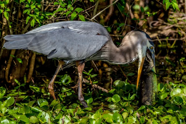 A Closeup Shot of a Great Blue Heron (Ardea herodias) Catching a Very Big Brightly Colored Bowfin Fish in a Swamp at Brazos Bend, Texas. — Stock Photo, Image