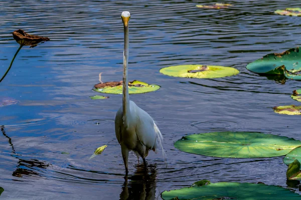 Um tiro incomum de um grande branco Egret, (Ardea alba), Olhando a câmera em linha reta no olho — Fotografia de Stock