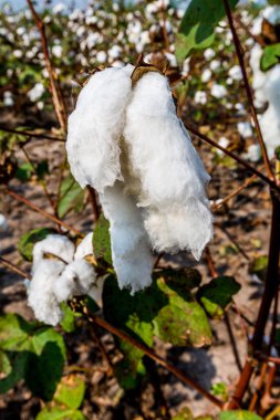Raw Cotton Growing in a Cotton Field. Closeup of a Cotton Boll. clipart