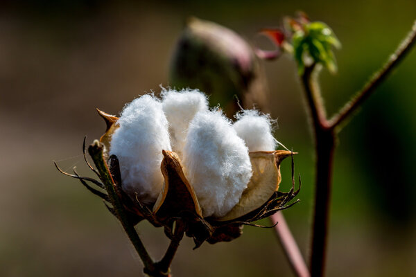 Raw Cotton Growing in a Cotton Field. Closeup of a Cotton Boll.
