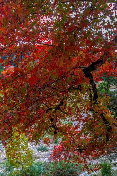 Leuchtend orangefarbenes Herbstlaub an einem Ahornbaum in Texas. Herbst oder Herbst Hintergrund. — Stockfoto