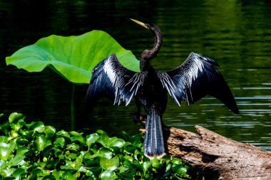 An Anhinga, or Snakebird, In an Interesting Pose Using his Shadow to Hunt for a Meal. clipart