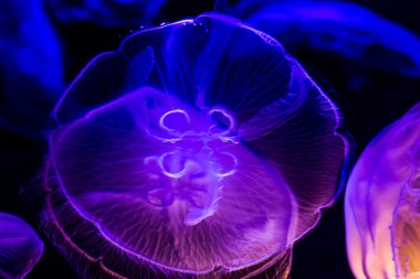birkaç güzel ay denizanası closeup