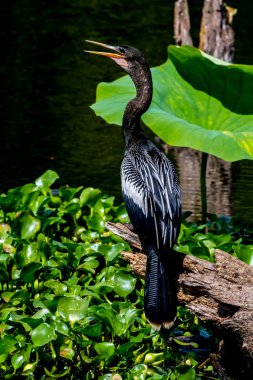 bir Yılanboyungiller veya snakebird, ilginç bir poz onun gölgesi bir yemek için avlamak için kullanma.