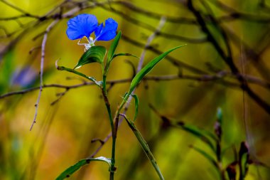 A Beautiful Blue Erect Dayflower clipart