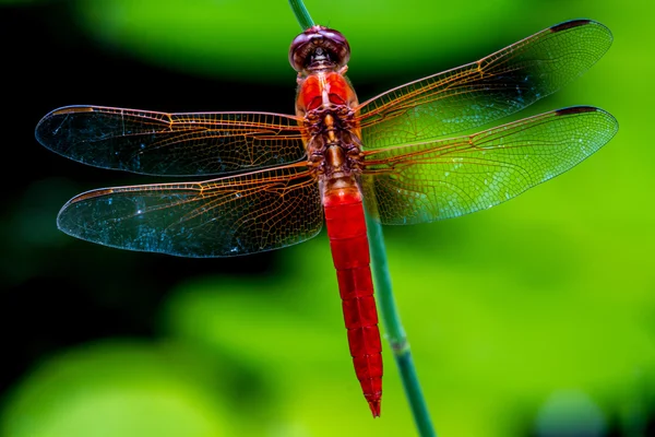 红色撇渣器或爆竹蜻蜓的惊人特写顶视图 — 图库照片