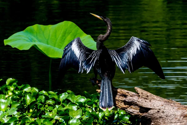 Anhinga, 또는 snakebird, 그의 그림자를 사용 하 여 식사에 대 한 사냥 하는 재미 있는 포즈에. — 스톡 사진