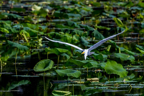 Una hermosa garza blanca salvaje en vuelo — Foto de Stock