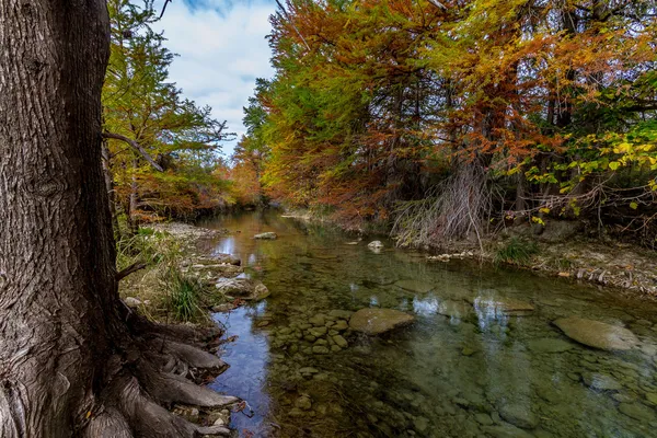 Kypr stromy s ohromující podzimní barevné listí obložení proud průzračného texas hill země. — Stock fotografie