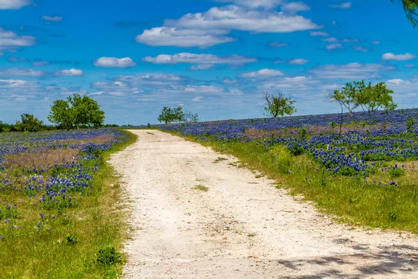 Piękne szeroki kąt widzenia pola texas spowity słynnego texas bluebonnets — Zdjęcie stockowe