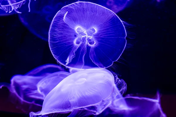 Primer plano de varias hermosas medusas de la luna — Foto de Stock