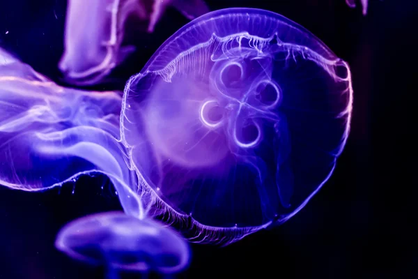 Крупный план нескольких прекрасных лунных медуз Стоковое Изображение