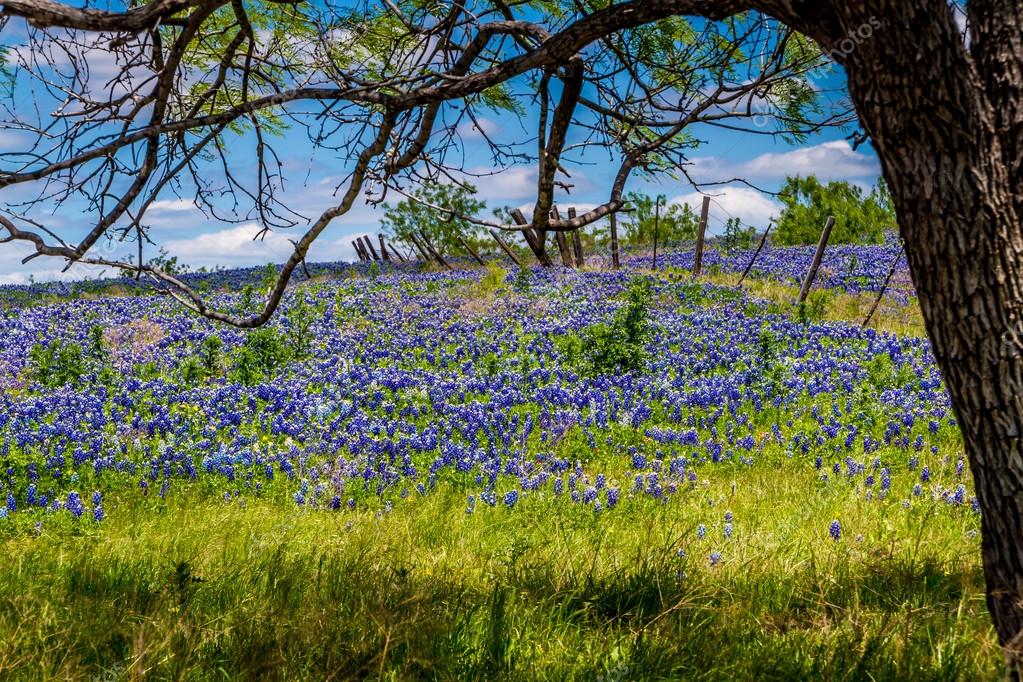 A Beautiful Wide Angle View of a Texas Field Blanketed with the Famous Texas Bluebonnet (Lupinus texensis) Wildflowers Under the Shade of a Tree with a Country Fence in Background.