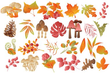 Autumn leaves and plants isolated set. Various types of mushrooms, berries and colorful fallen leaves. Forest botanical decor. Bundle of floral elements. Illustration in hand drawn design