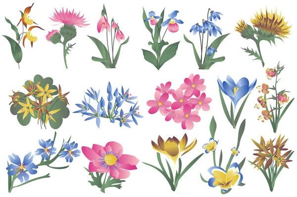 Flowering wildflowers and blooming flowers isolated set. Irises, lilies, snowdrops and other types of spring and summer plants. Bundle of floral elements. Illustration in hand drawn design — Stock Fotó