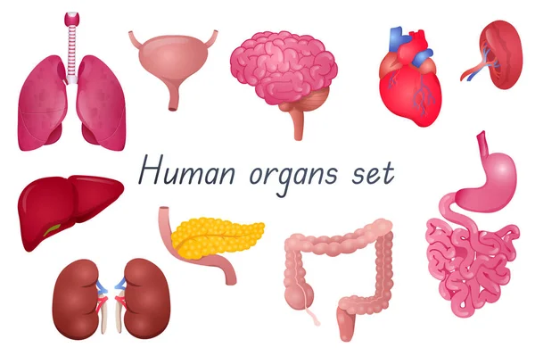 Human Organs Realistic Set Bundle Lungs Bladder Brain Heart Spleen — Stock Photo, Image
