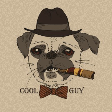 pug-köpek puro, cool adam, gangster göz portresi