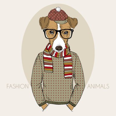 jack Russel terrier hipster renkleri