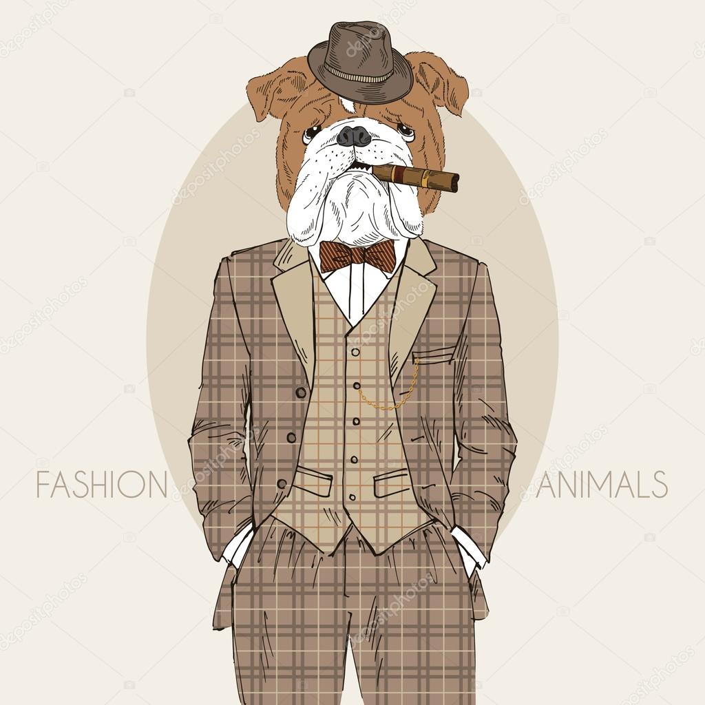 Dressed up english bulldog, in colors
