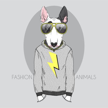 Bull terrier in hoodie and sunglasses