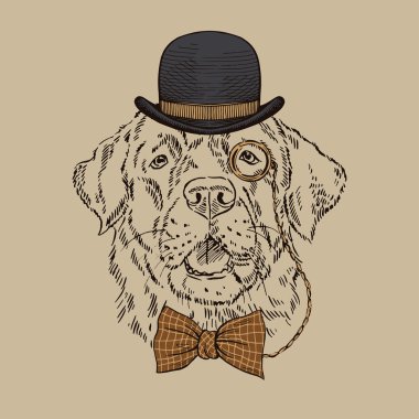Labrador köpek