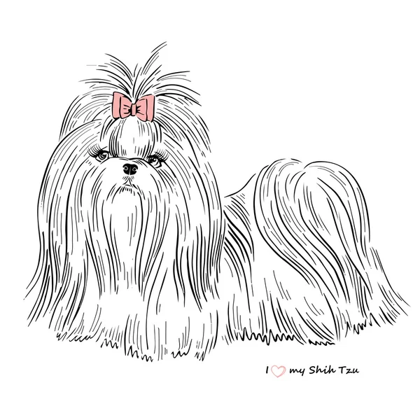 Shih Thu niña perro — Vector de stock