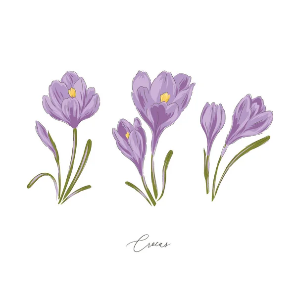 Crocus fialové jaro Velikonoční květiny botanické ručně kreslené vektorové ilustrační sada — Stockový vektor