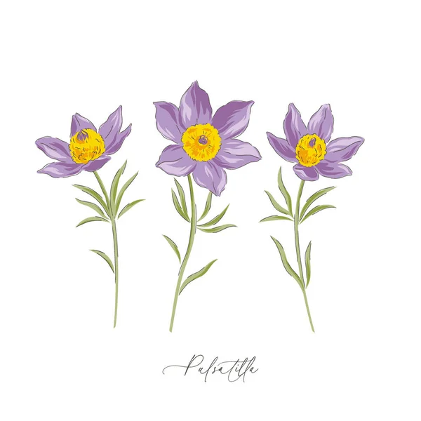 Pulsatilla jaro Velikonoční květiny botanické ručně kreslené vektorové ilustrační set — Stockový vektor