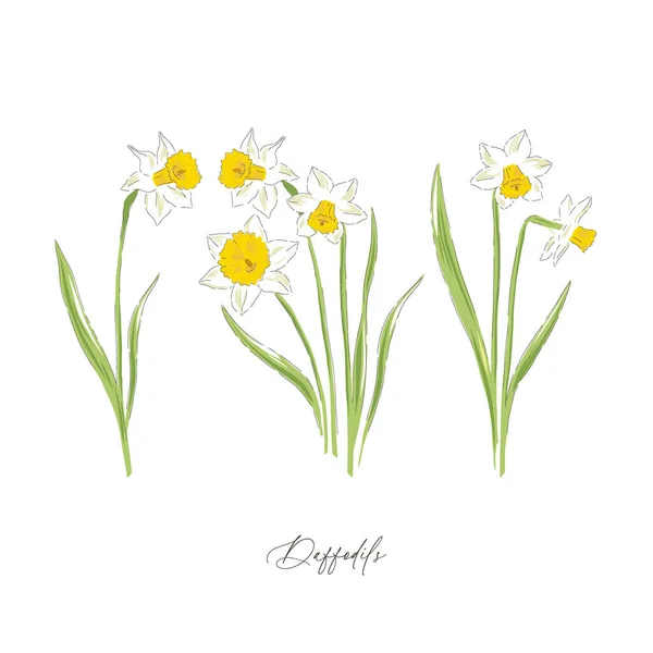 Daffodil jarní květina botanické ručně kreslené vektorové ilustrační sada — Stockový vektor