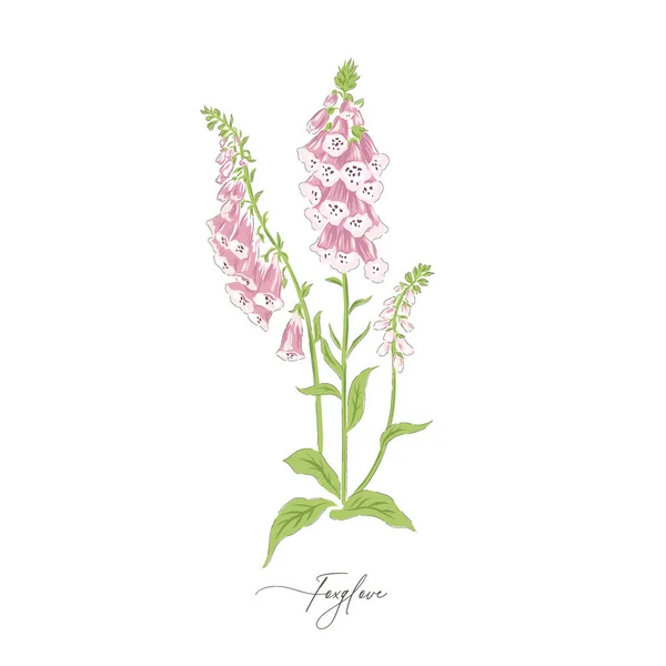 Foxglove jaro léto květina botanické ručně kreslené vektorové ilustrace izolované na bílém. — Stockový vektor