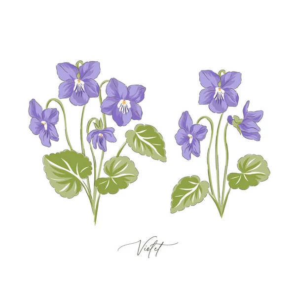Peri Fialové jaro Velikonoční květinové botanické ručně kreslené vektorové ilustrační set — Stockový vektor
