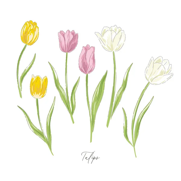 Tulipany wiosna ogród kwiat botaniczne strony rysowane wektor ilustracja zestaw — Wektor stockowy