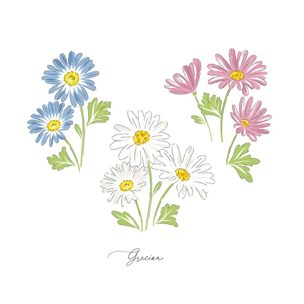 Grecka stokrotka wiosna kwiat botaniczne strony rysowane wektor ilustracja zestaw — Wektor stockowy