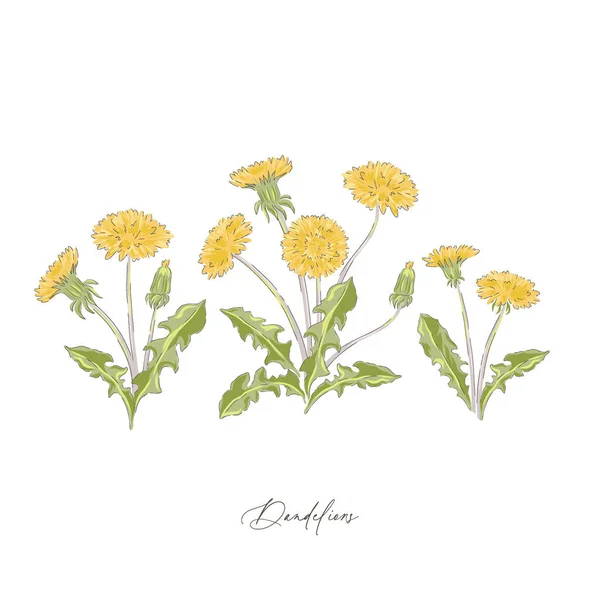 Pampelišky jaro volně žijících květin botanické ručně kreslené vektorové ilustrační set — Stockový vektor
