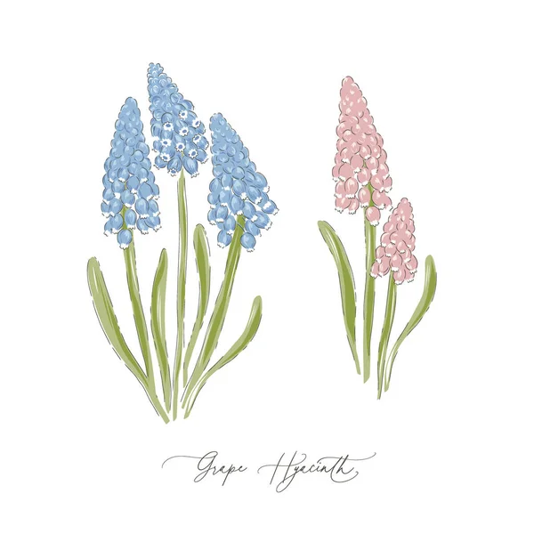 Hroznové Hyacinth jaro Velikonoční květiny botanické ručně kreslené vektorové ilustrační set — Stockový vektor