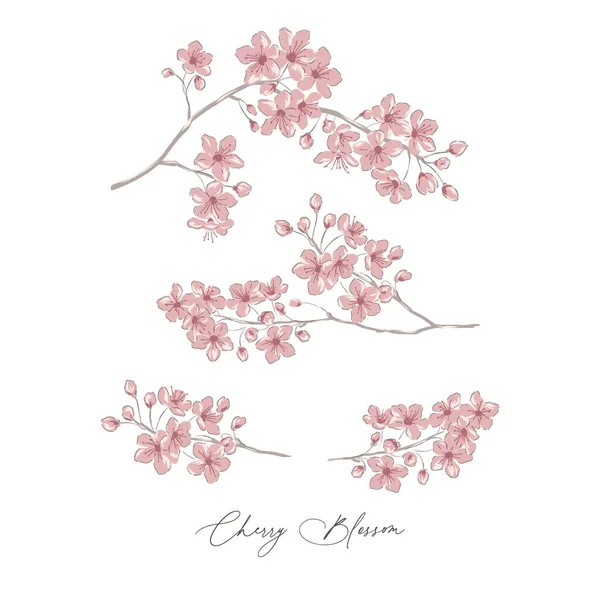 Sakura flor de cerezo flor de primavera botánica mano dibujado vector ilustración conjunto — Archivo Imágenes Vectoriales