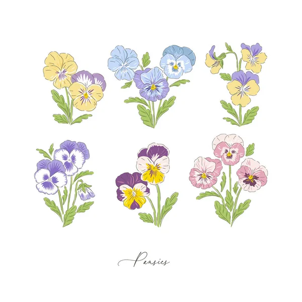 Pansy jarní květina botanické ručně kreslené vektorové ilustrační set — Stockový vektor