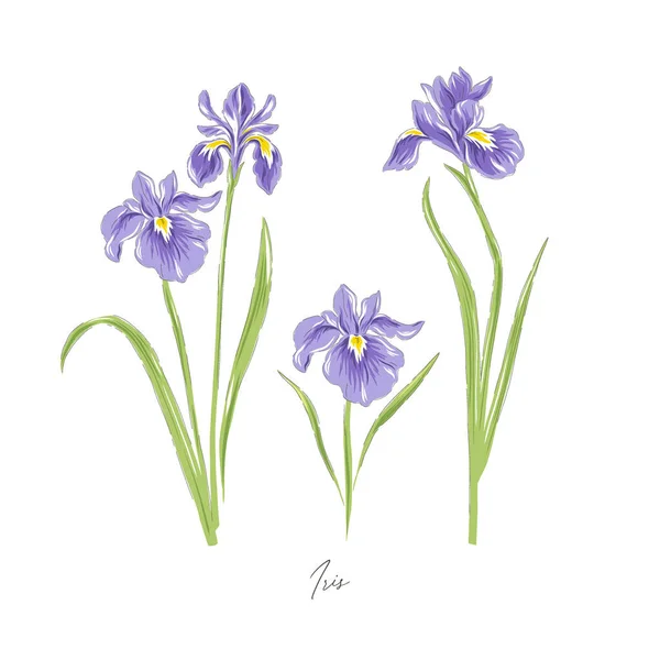 Iris spring flower botanical hand drawn vector illustration set isolated on white. — Stock Vector