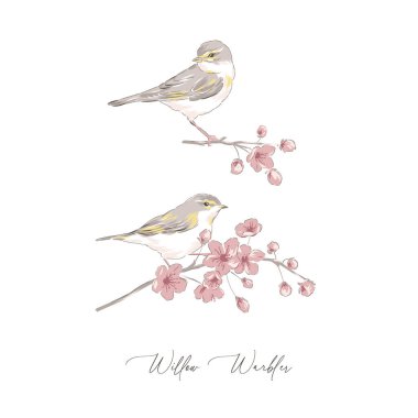 Willow Warbler kuş el çizimi vektör çizimi seti